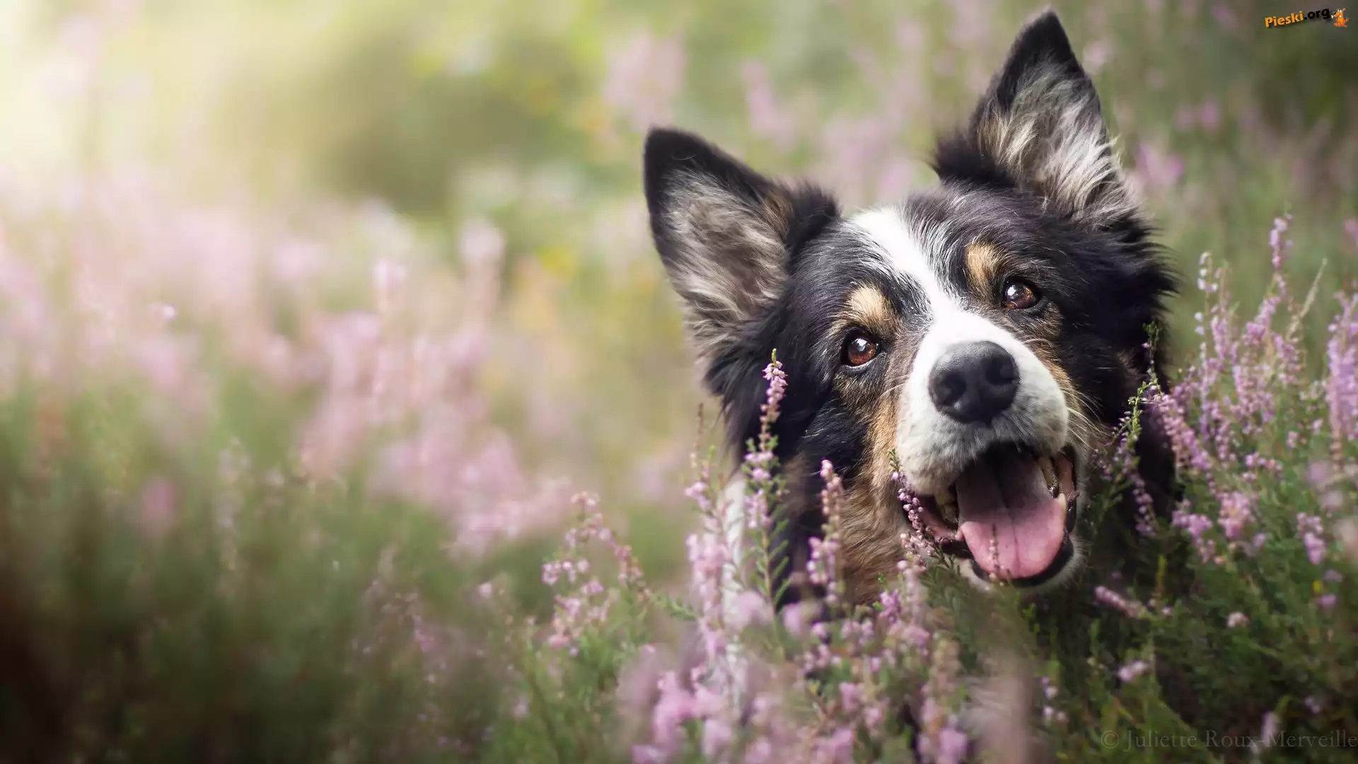 Mordka, Pies, Border collie, Wrzosy
