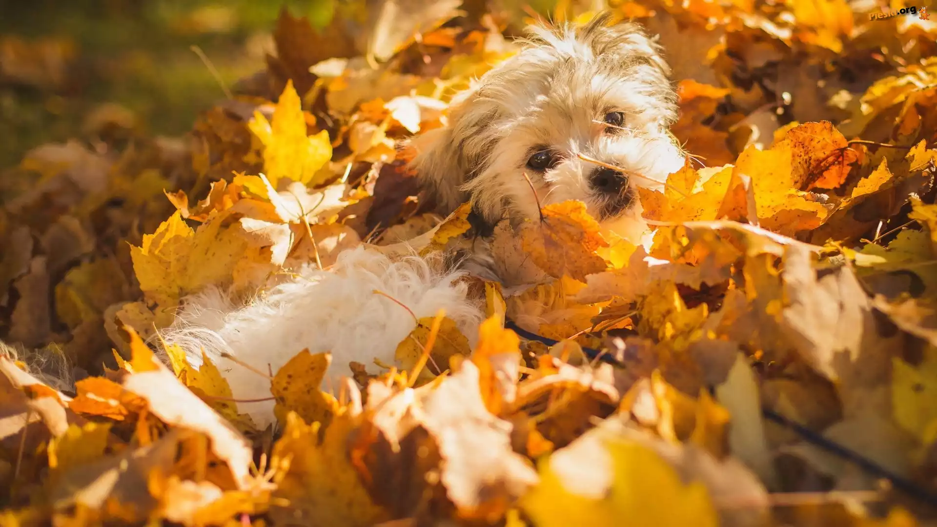 Shichon, Pies, Szczeniak, Liście
