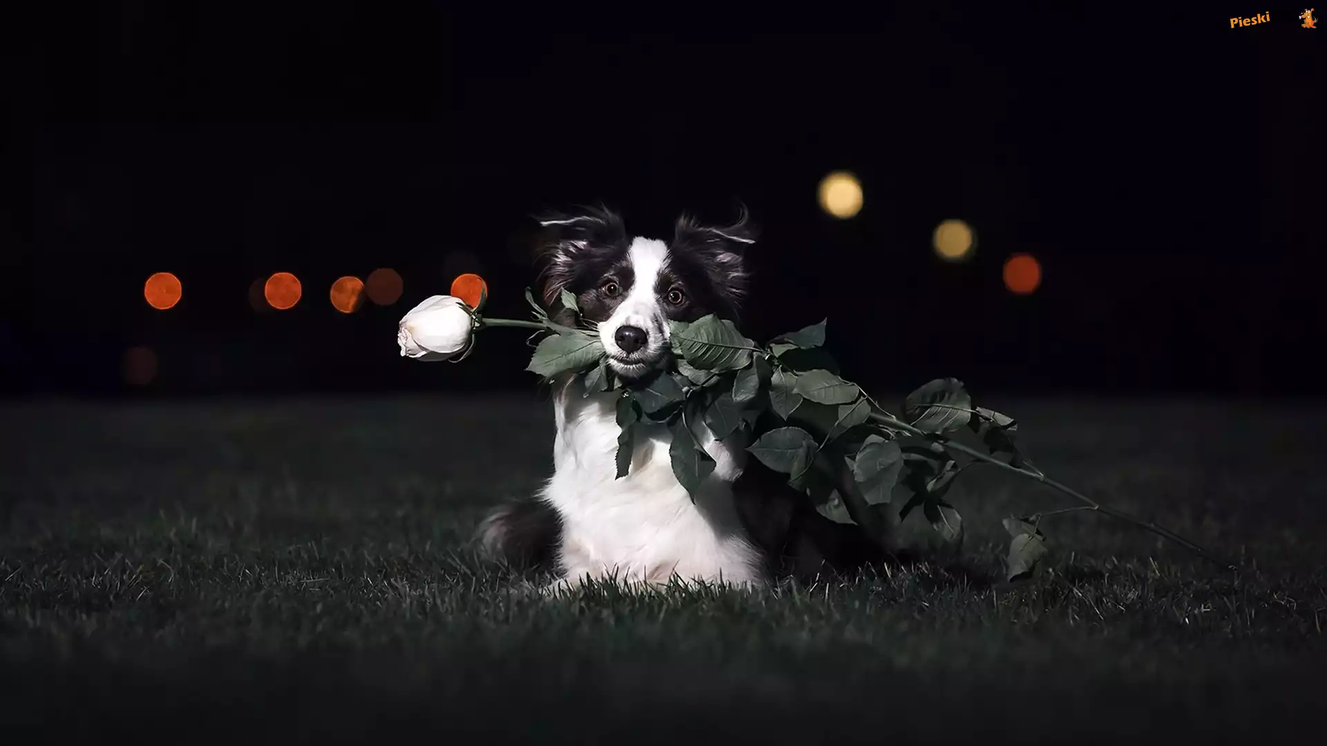 Pies, Border collie, Róża