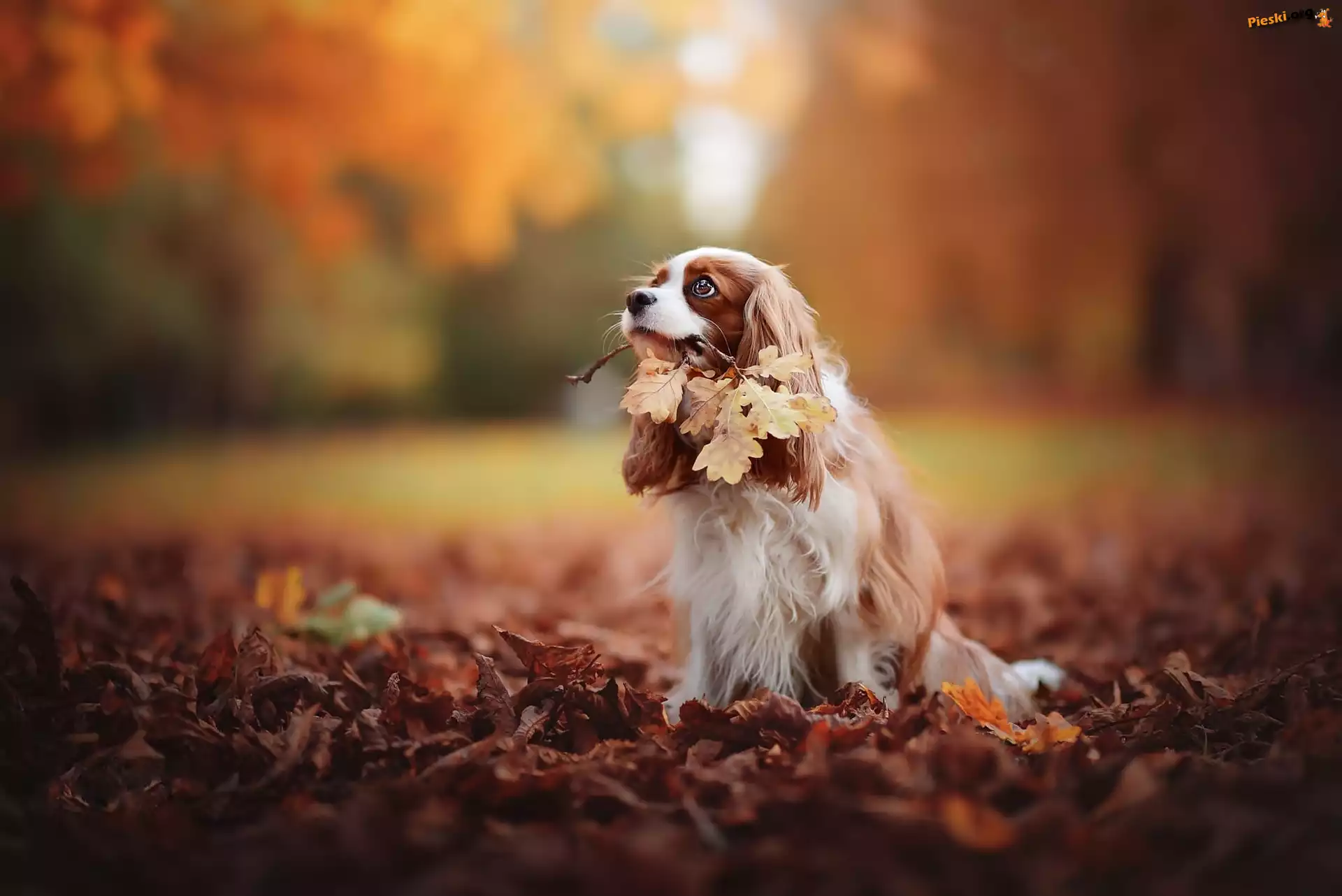 Liście, Cavalier King Charles spaniel, Park, Jesień