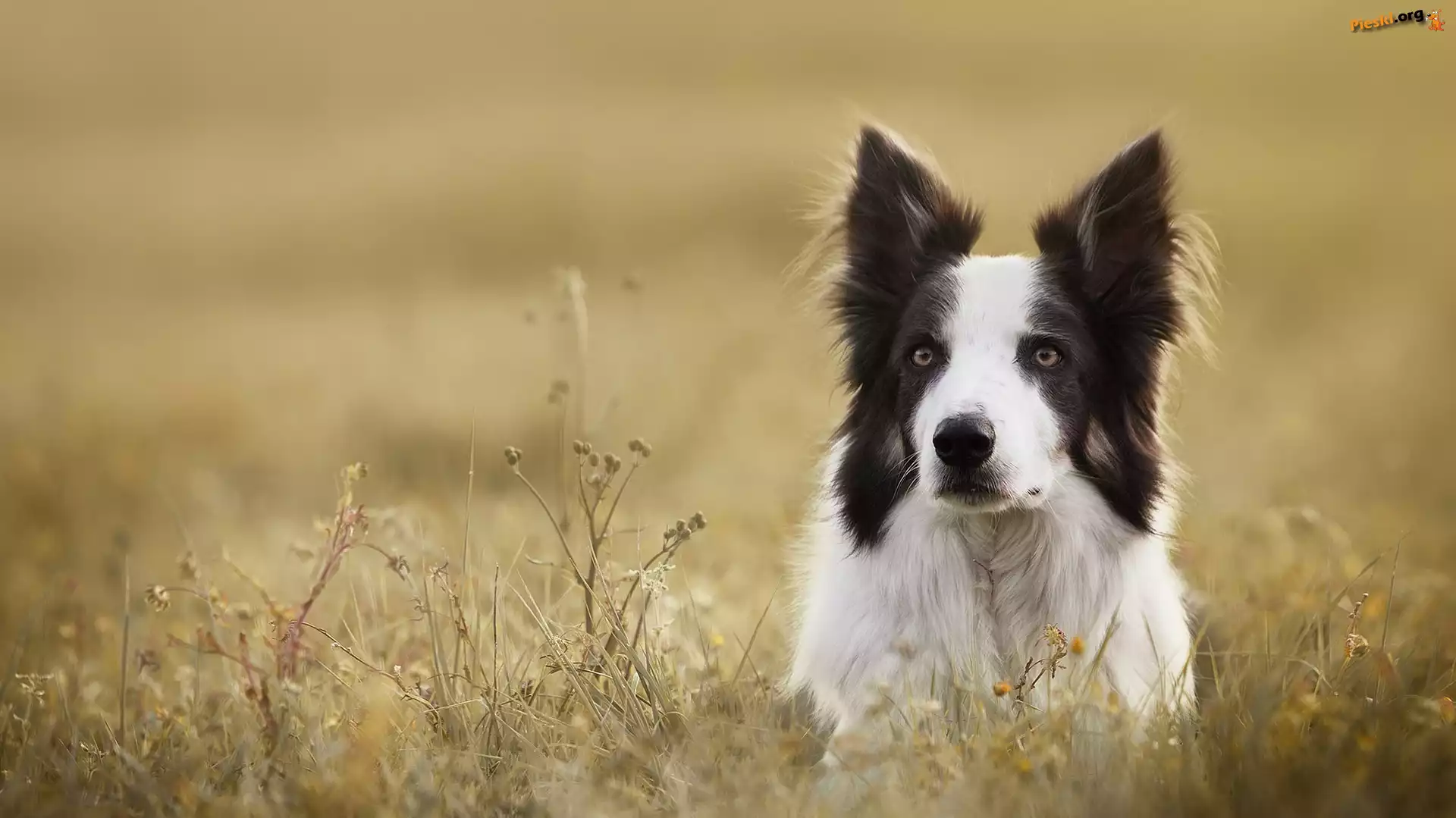 Łąka, Border collie, Pies, Mordka, Rośliny