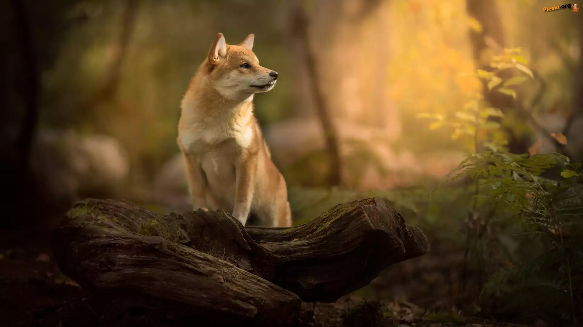 Drewno, Shiba inu, Pies, Mordka, Roślina