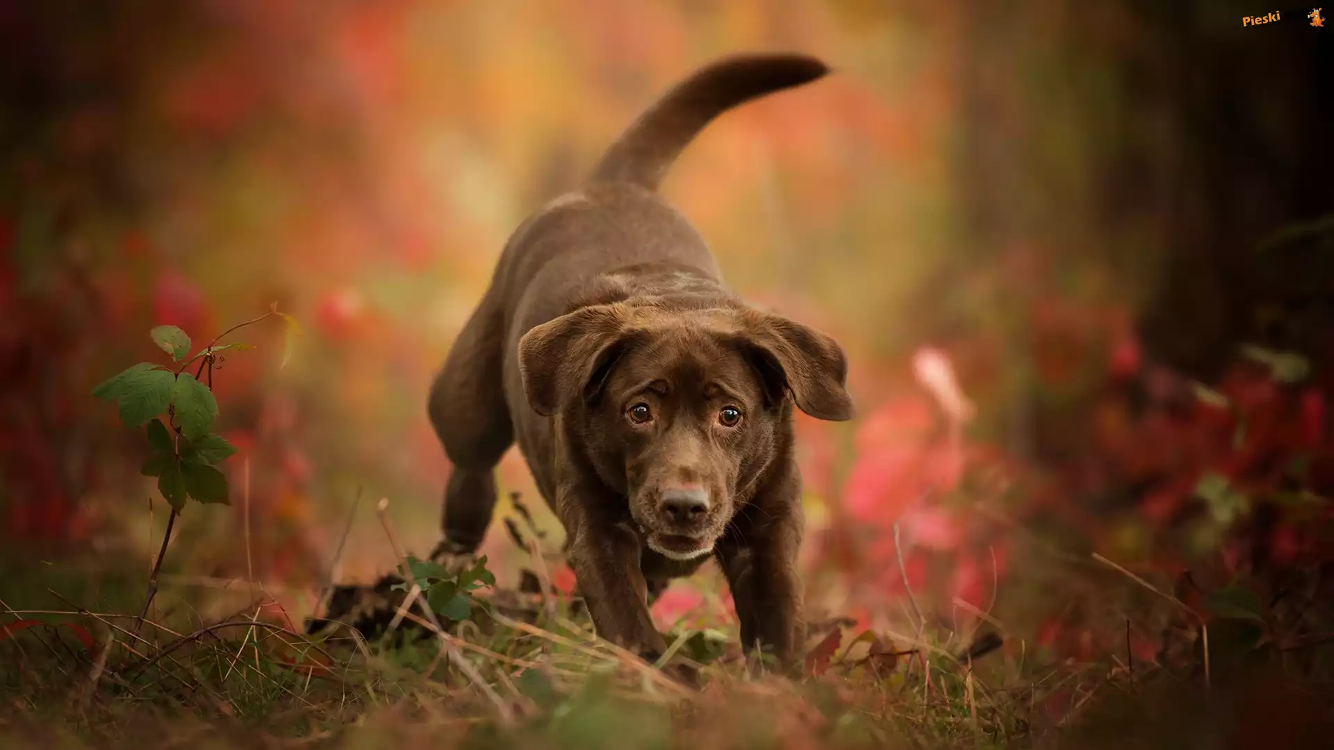 Pies, Labrador retriever, Czekoladowy