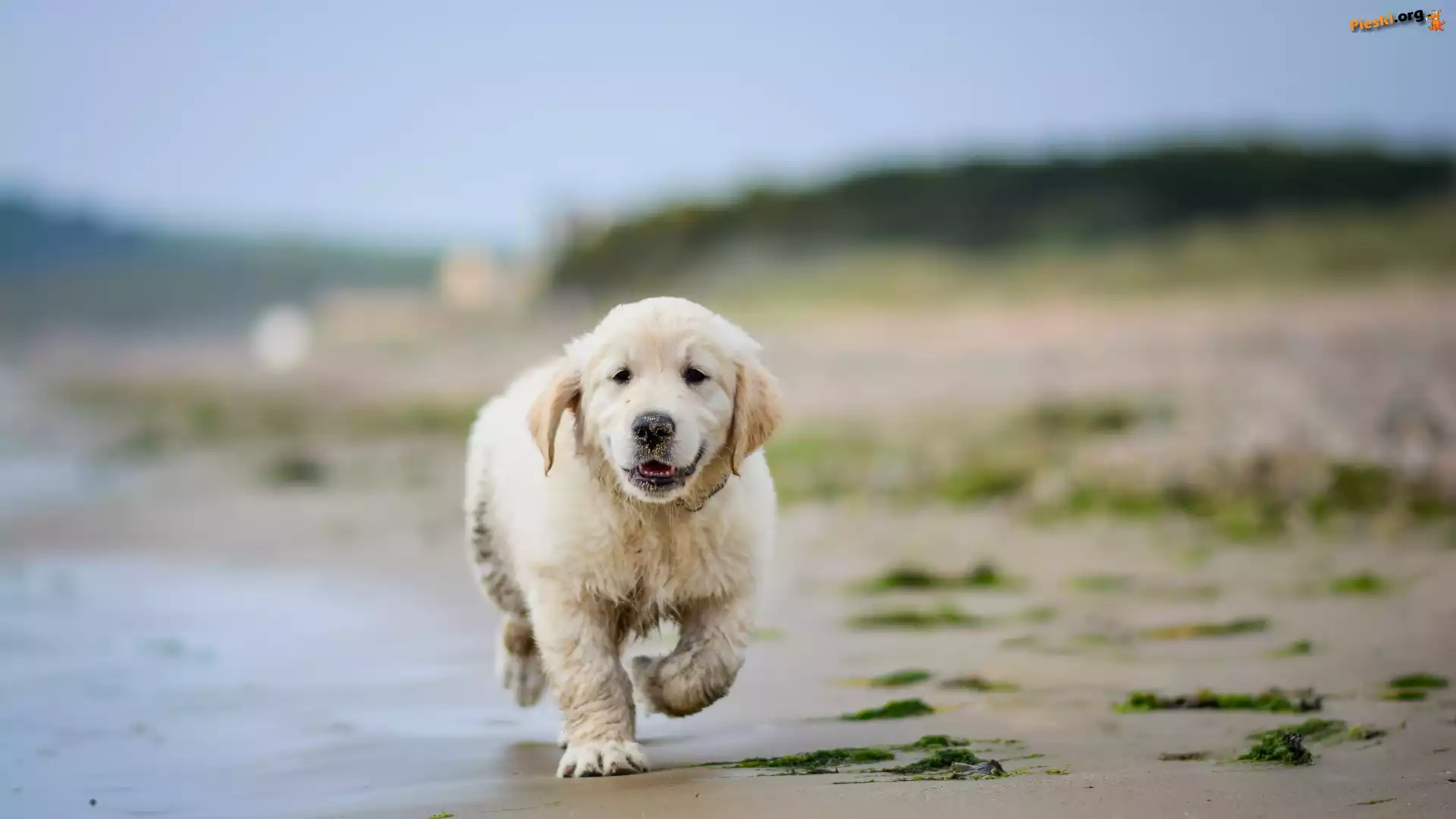 Plaża, Szczeniak, Golden retriever, Woda