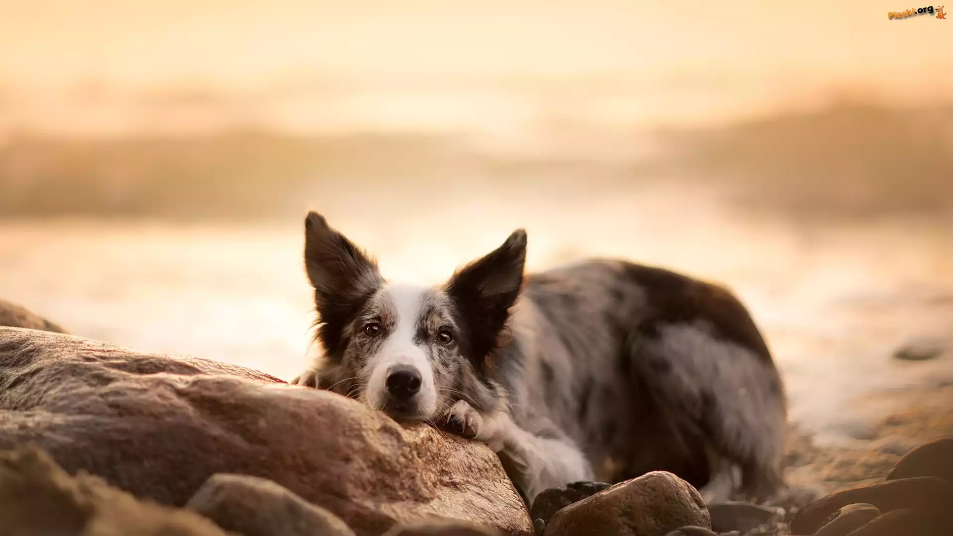 Mordka, Pies, Border collie, Kamienie