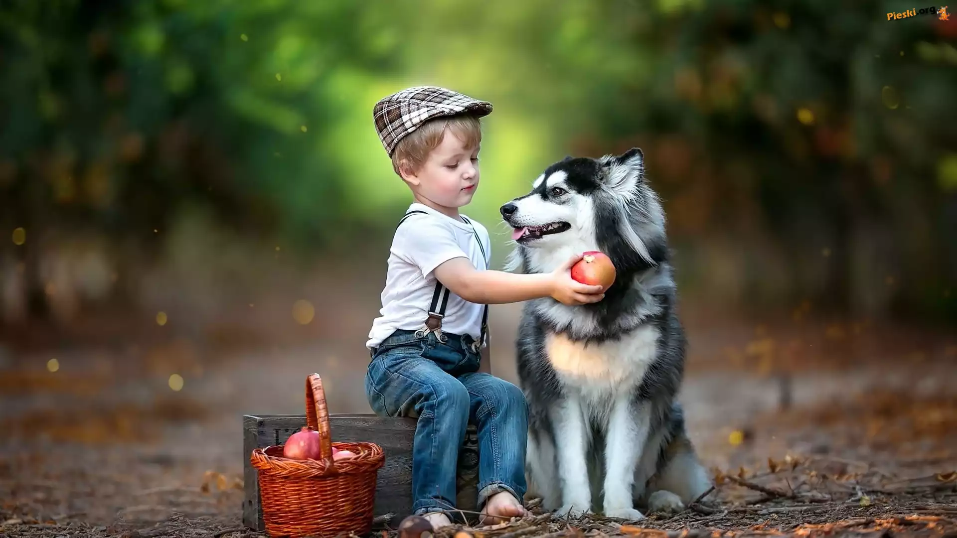 Owoce, Chłopiec, Droga, Siberian husky, Pies, Koszyk, Las