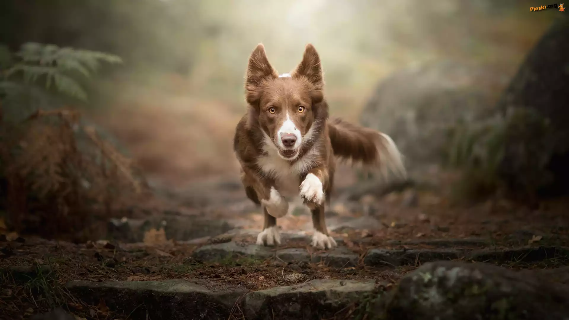 Border collie, Pies, Czekoladowo-biały, Bieg