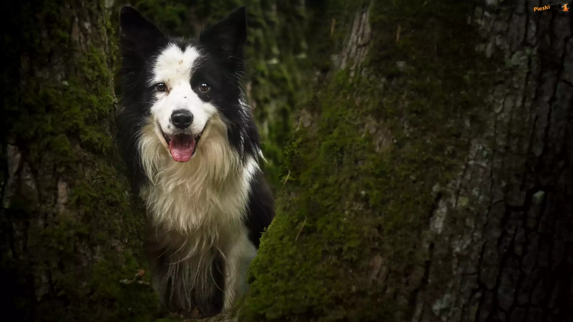 Pies, Border collie, Drzewo