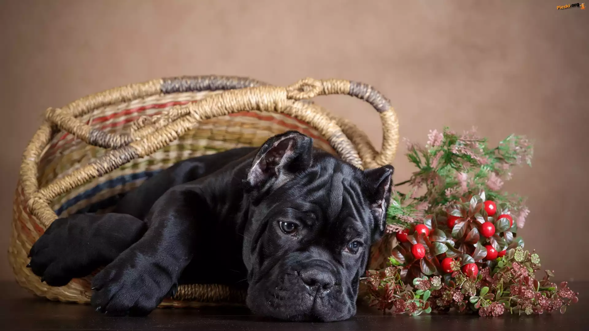 Szczeniak, Pies, Czarny, Cane Corso, Koszyk