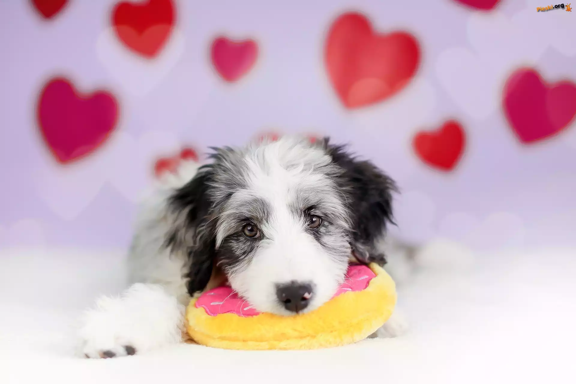 Border collie, Pies, Szczeniak, Zabawka