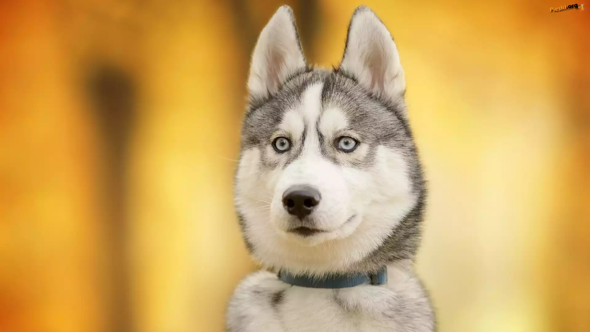Pies, Siberian husky, Mordka
