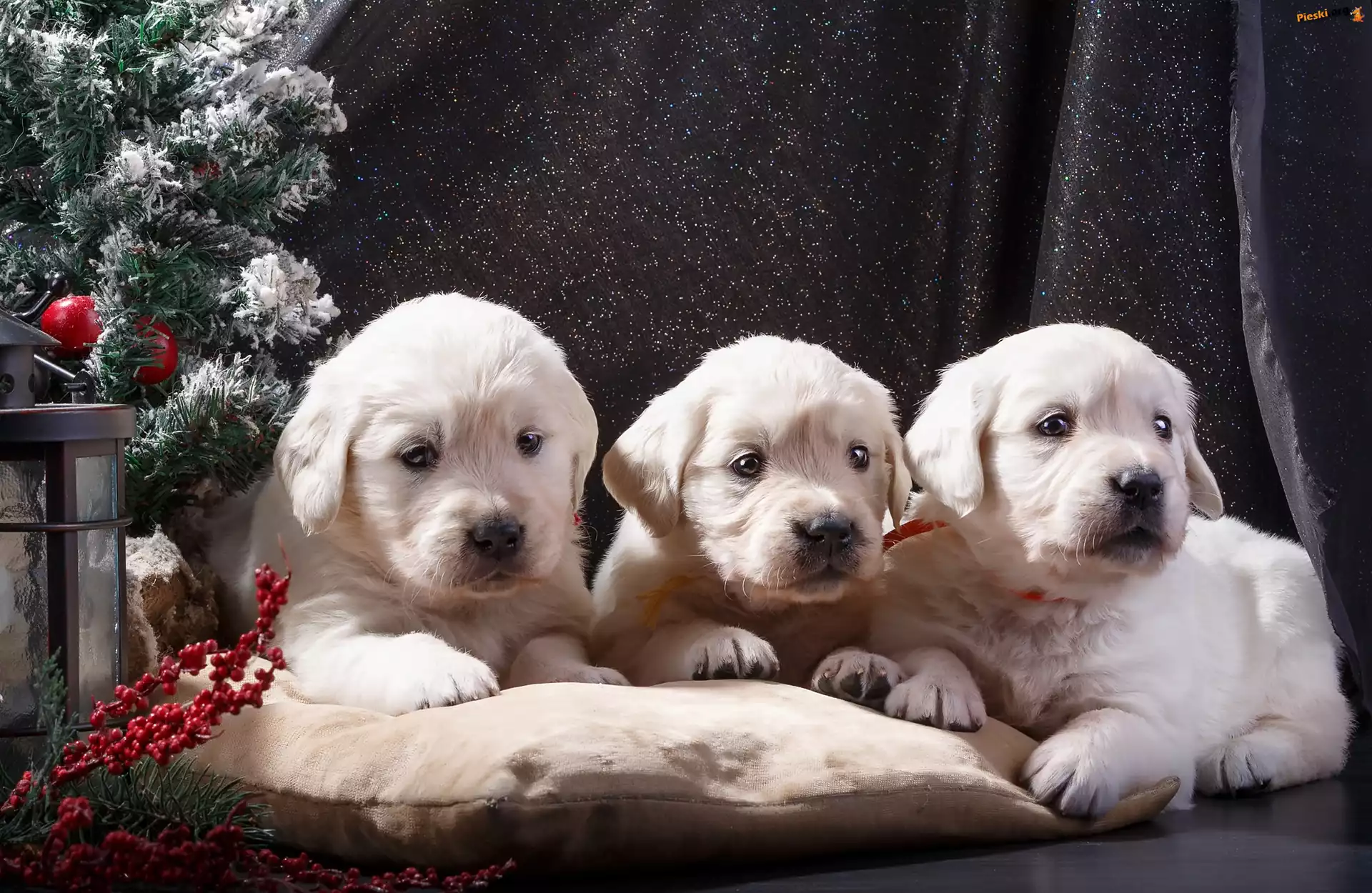Choinka, Szczeniaki, Trzy, Golden retriever, Poduszka
