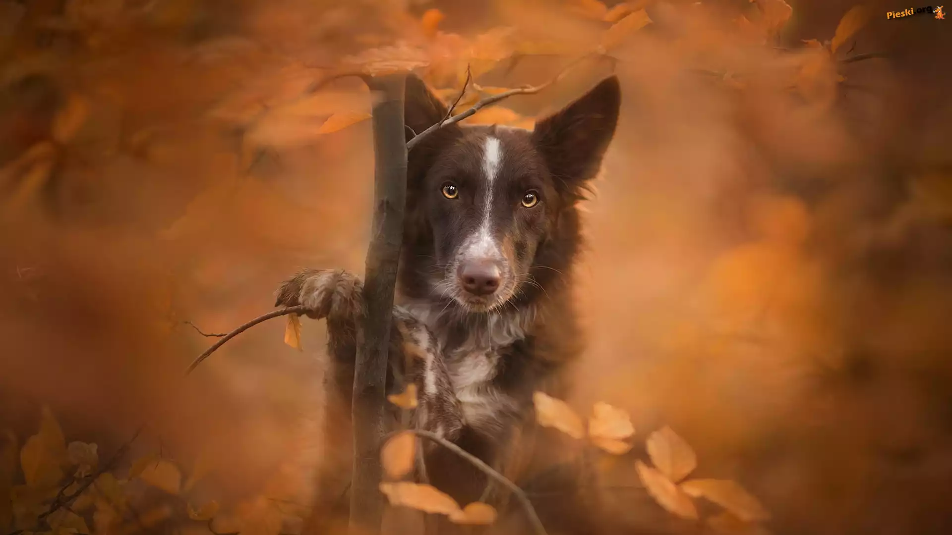 Liście, Pies, Rozmyte, Mordka, Border collie, Drzewko, Tło