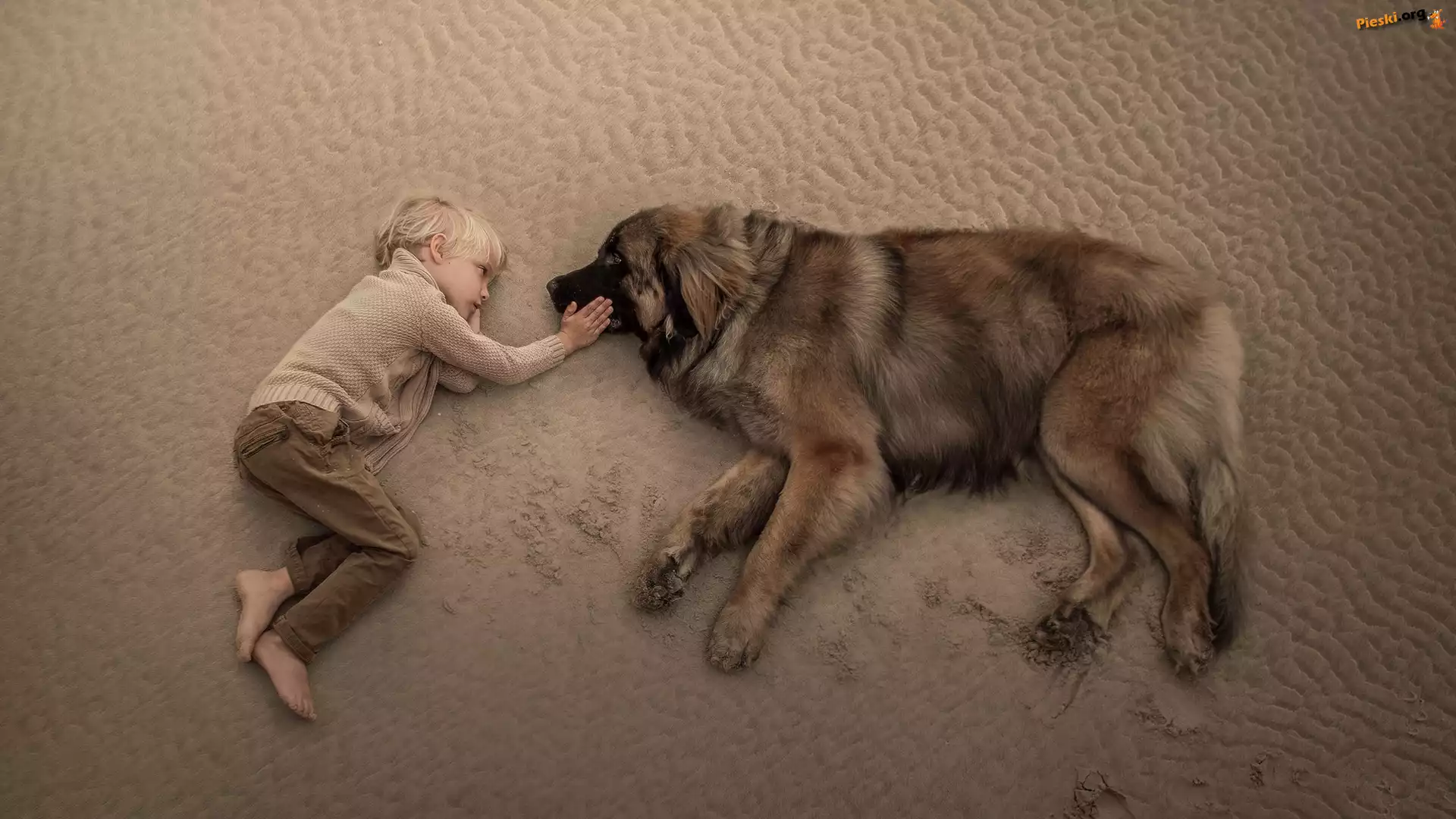 Leonberger, Chłopiec, Pies, Plaża