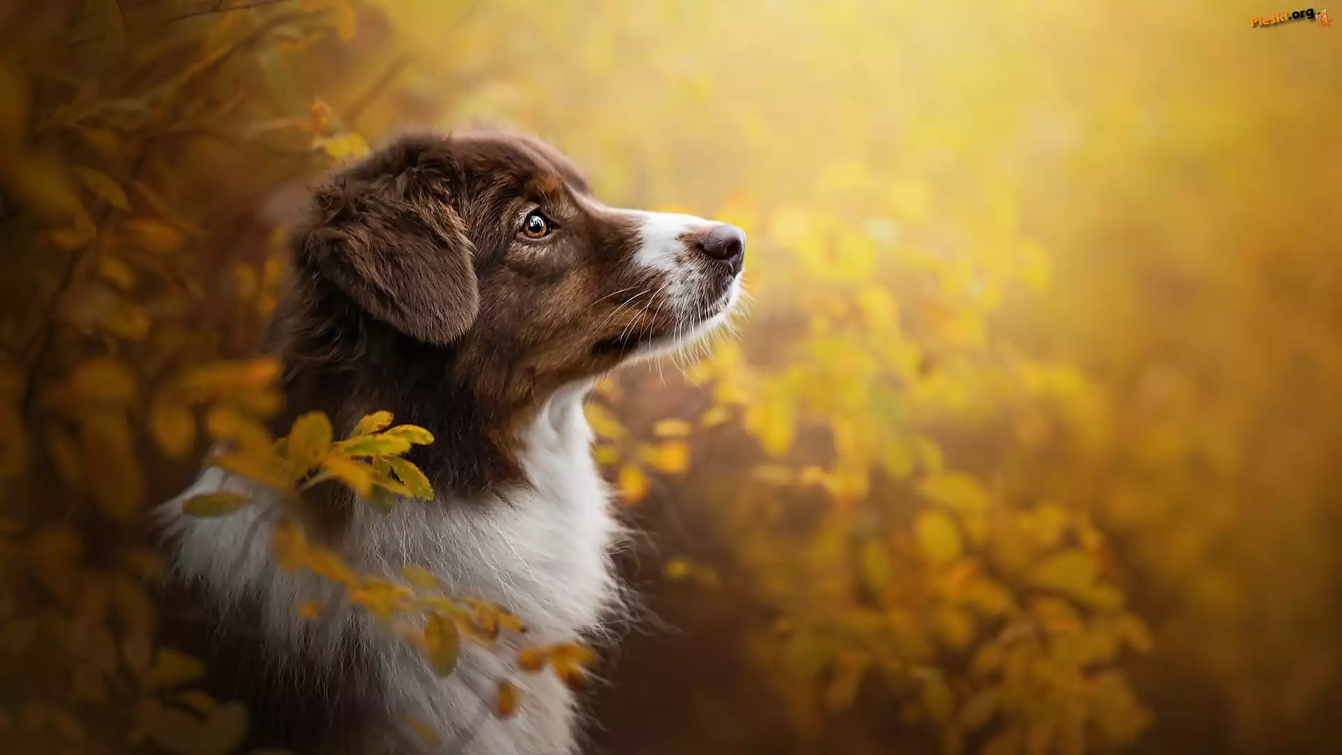 Mordka, Owczarek australijski, Pies, Australian shepherd, Liście