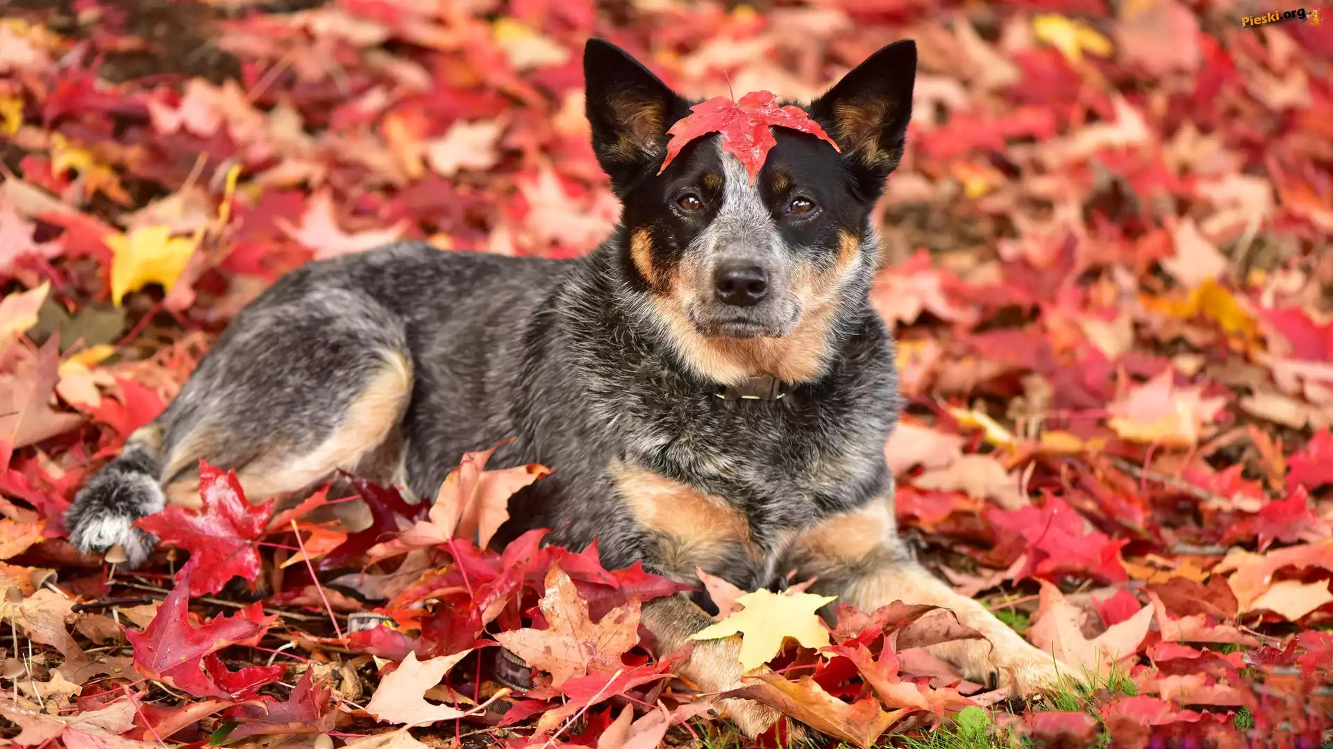 Pies, Australian cattle dog, Liście