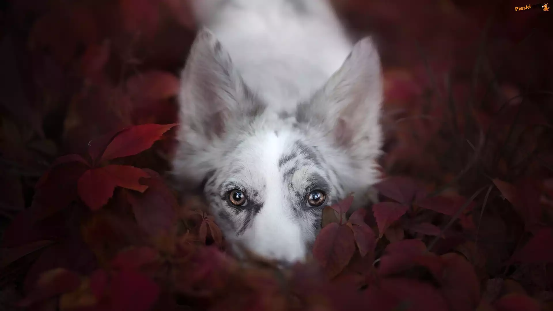 Mordka, Pies, Border collie, Liście