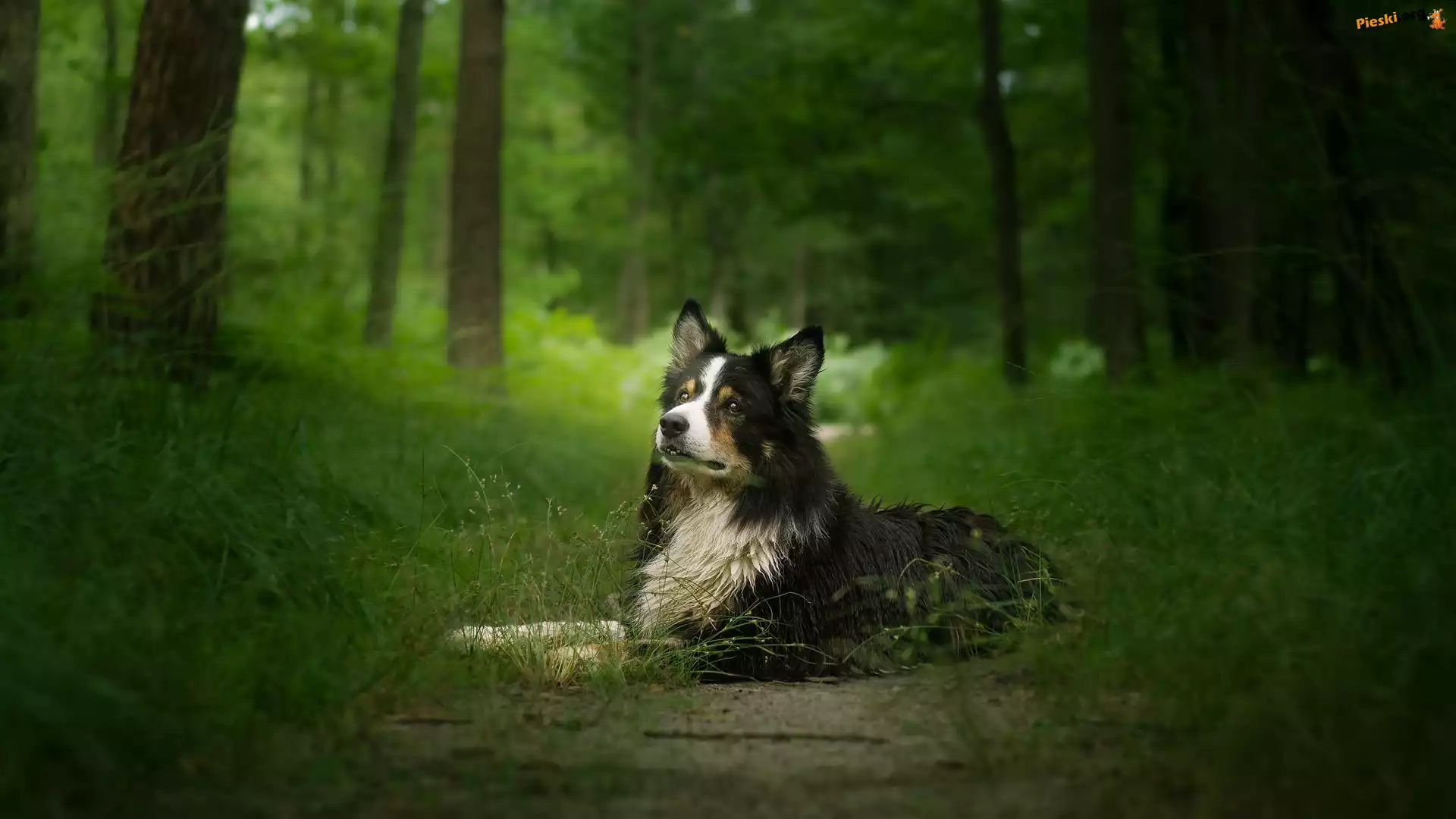 Drzewa, Pies, Border collie, Trawa