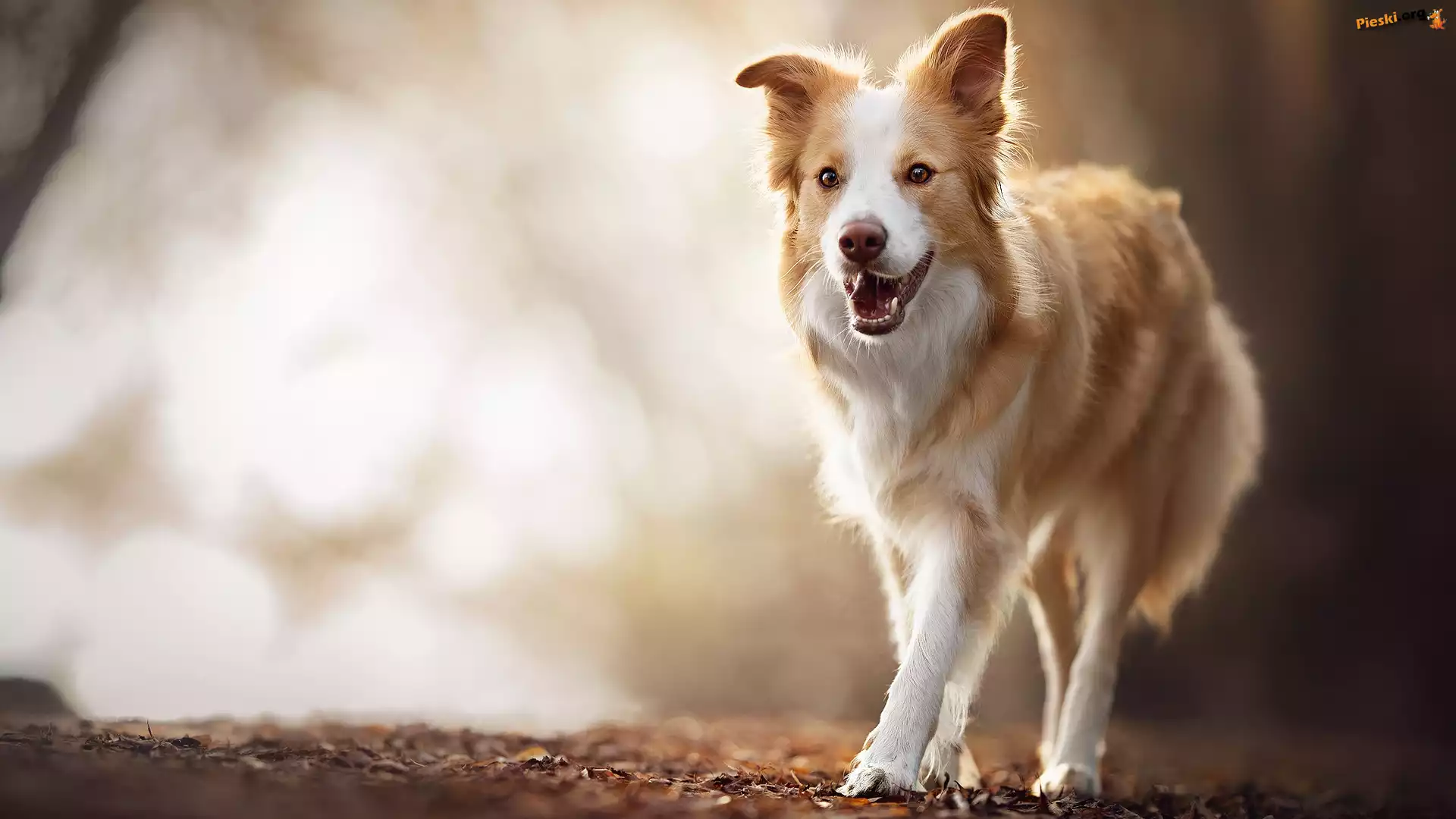 Border collie, Pies, Liście