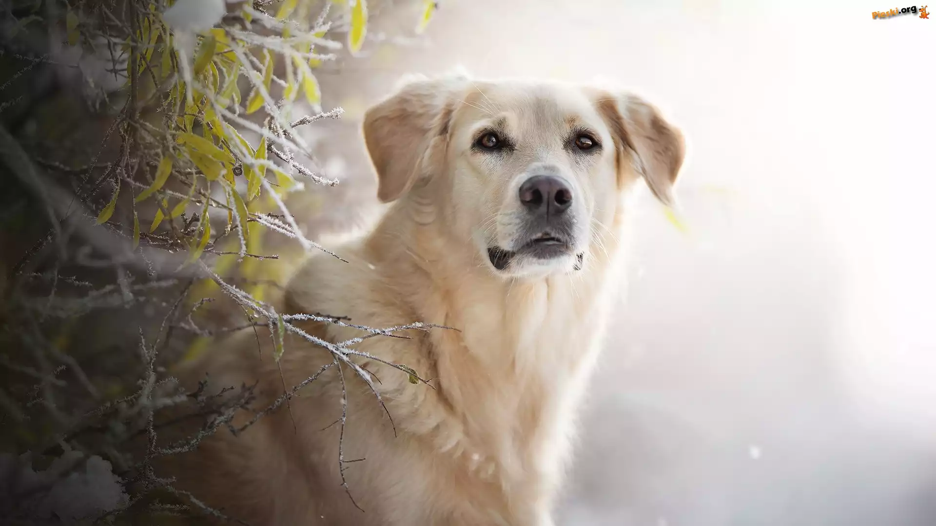 Pies, Listki, Gałązki, Golden retriever, Mordka, Szron