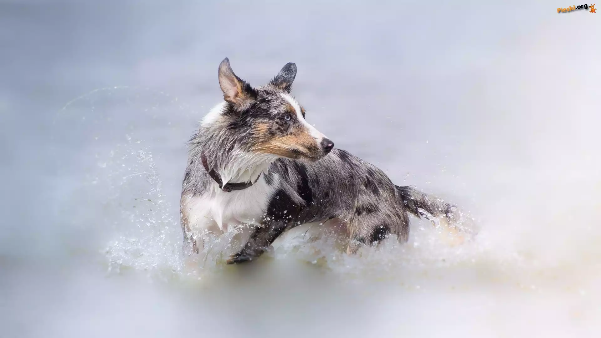 Woda, Pies, Border collie, Kąpiel