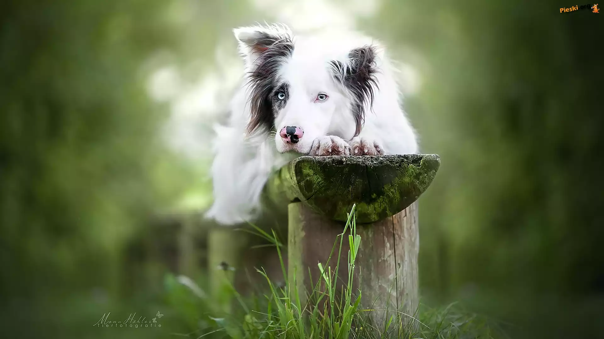 Ławka, Border collie, Pies, Mordka, Trawa
