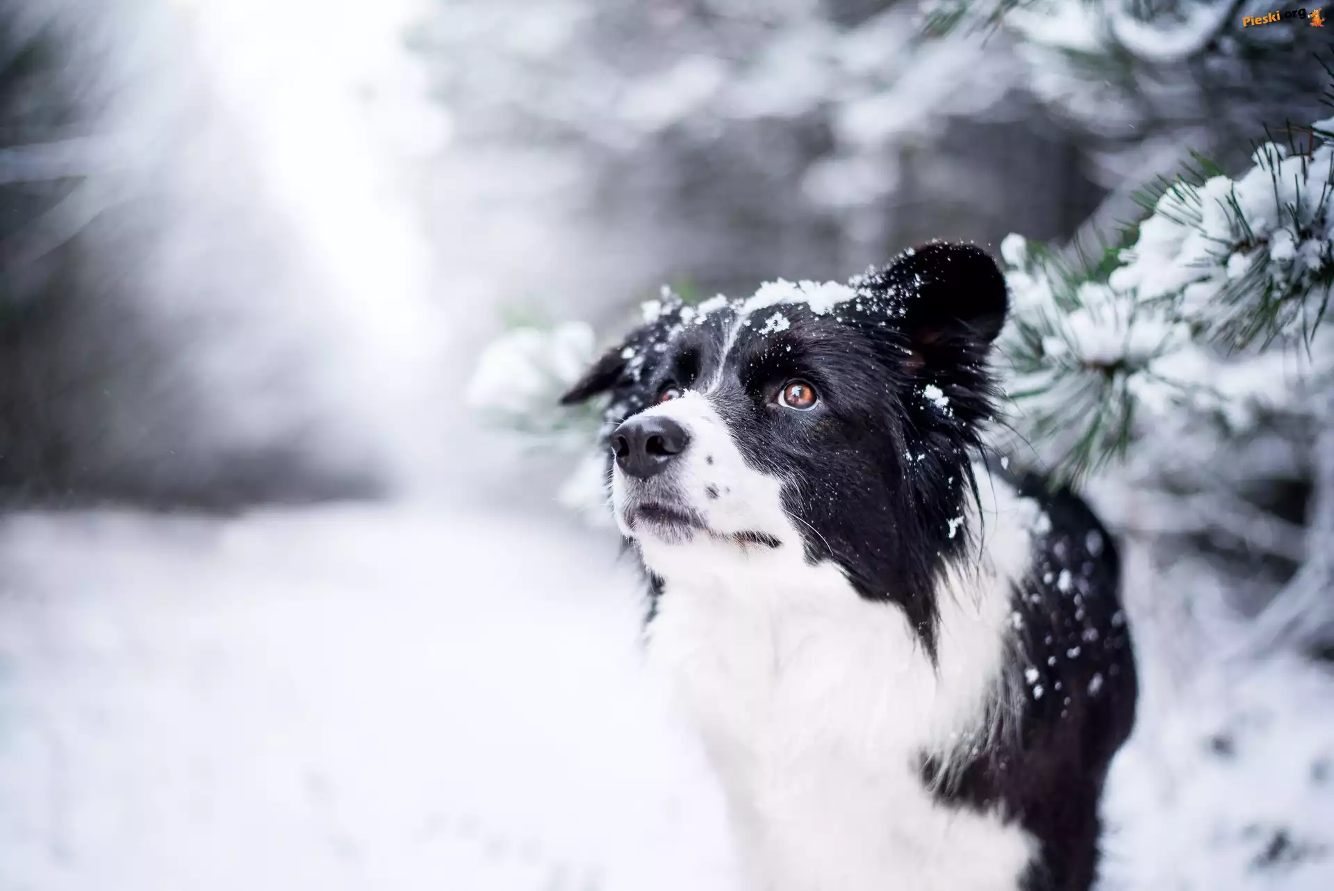 Śnieg, Border collie, Pies, Zima, Gałązki
