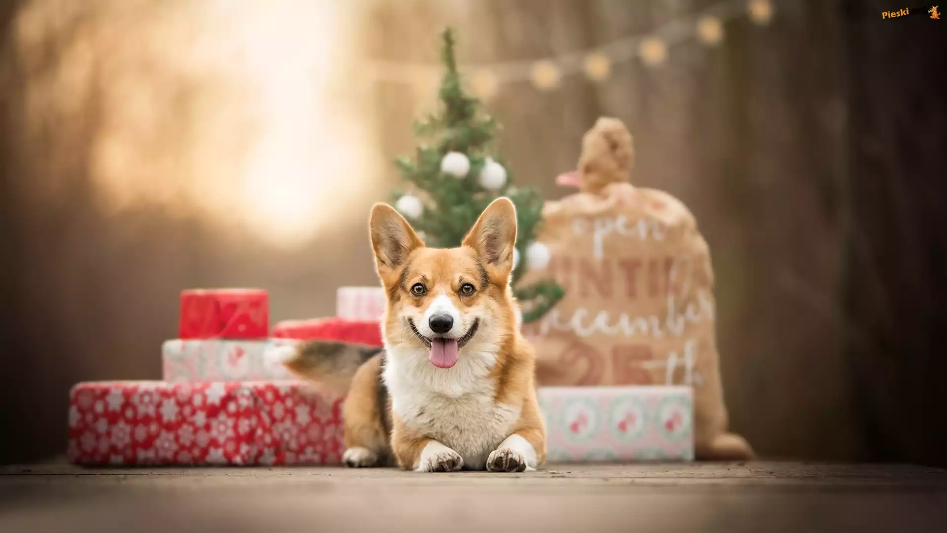Świąteczne, Pies, Welsh corgi pembroke, Prezenty