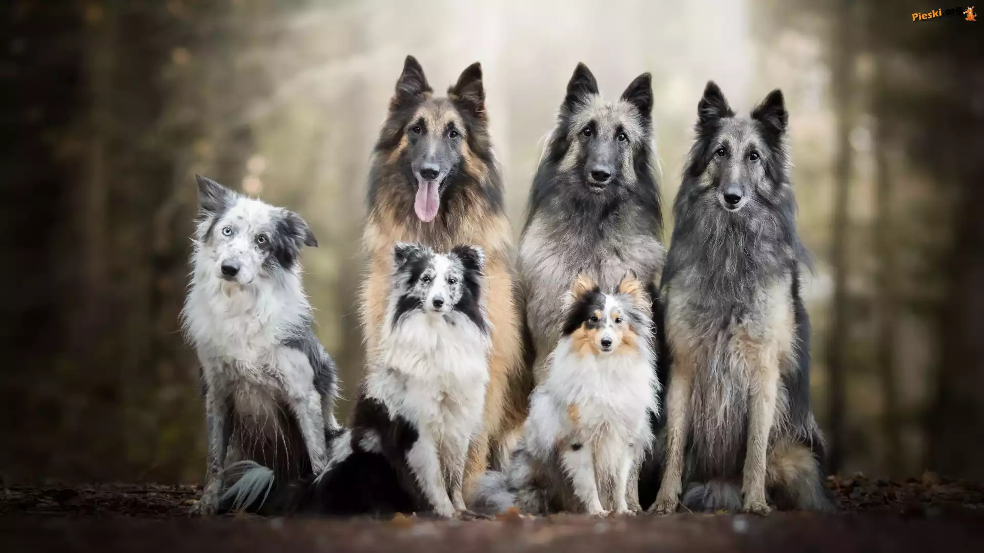 Sześć, Border collie, Owczarki belgijskie tervueren, Psów, Trzy, Owczarek szetlandzki