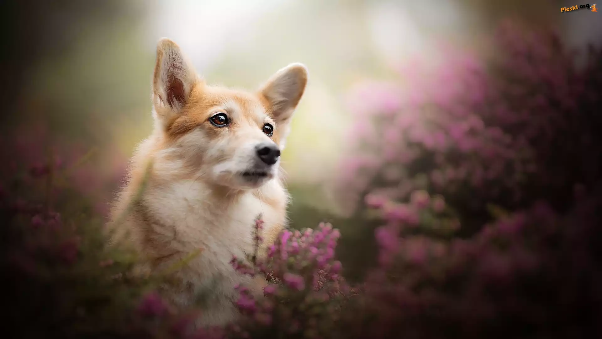 Mordka, Pies, Welsh corgi pembroke, Wrzosy