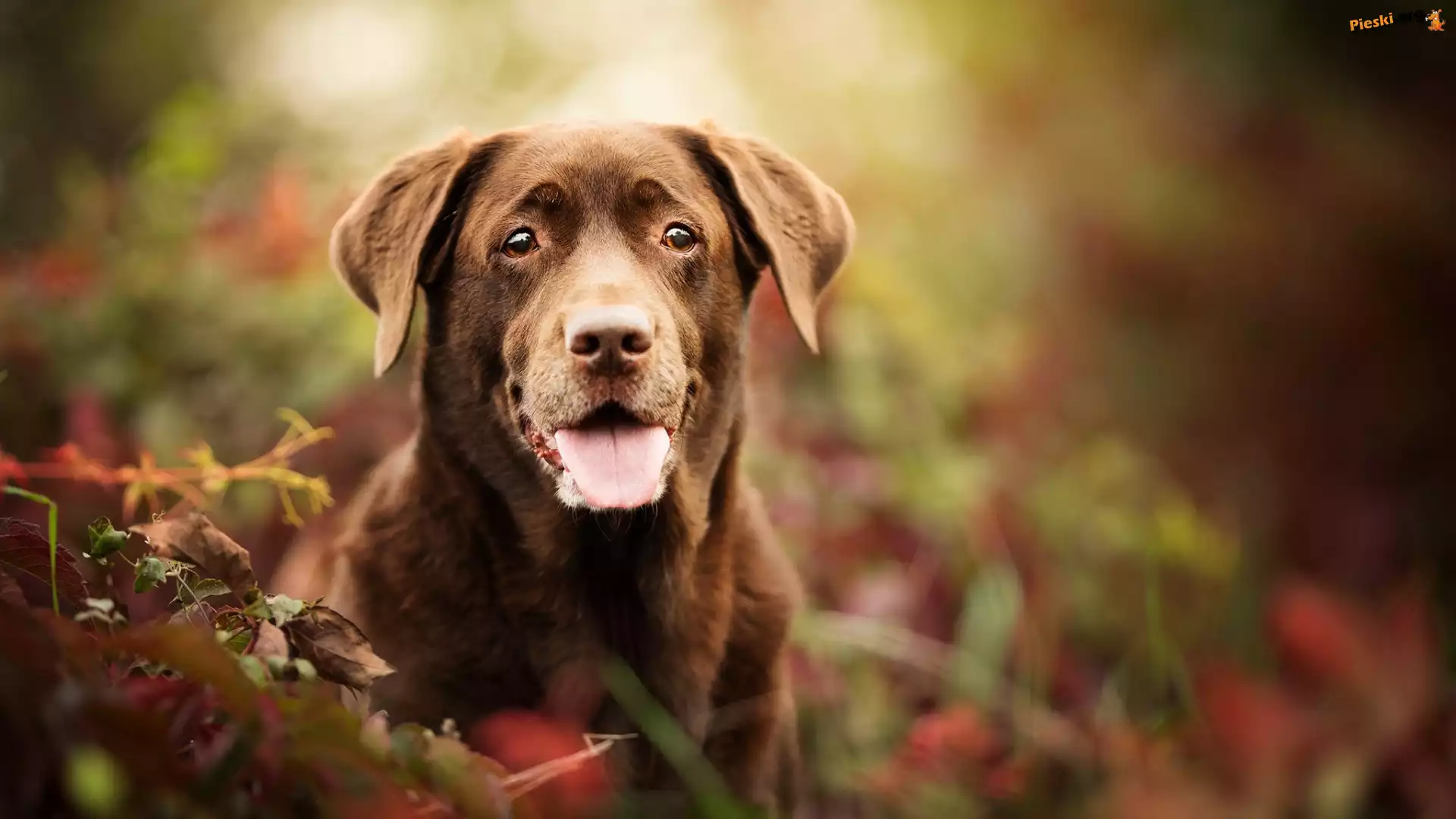 Mordka, Pies, Labrador retriever, Spojrzenie