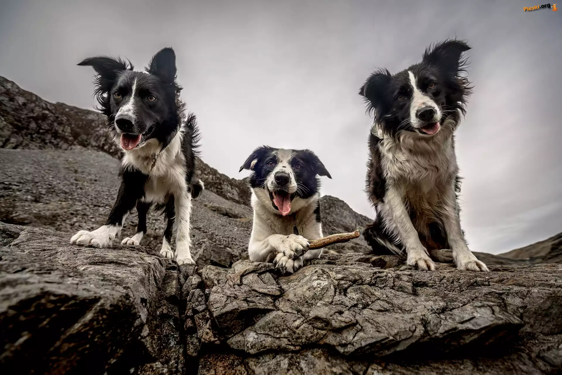 Border collie, Trzy, Psy, Skały