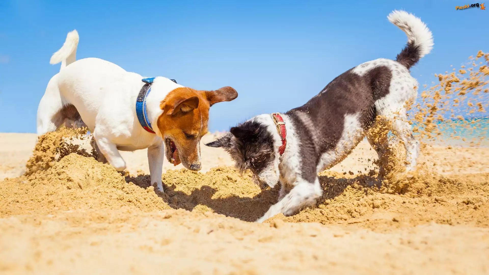 Dwa, Piasek, Plaża, Psy, Jack Russell terrier, Zabawa