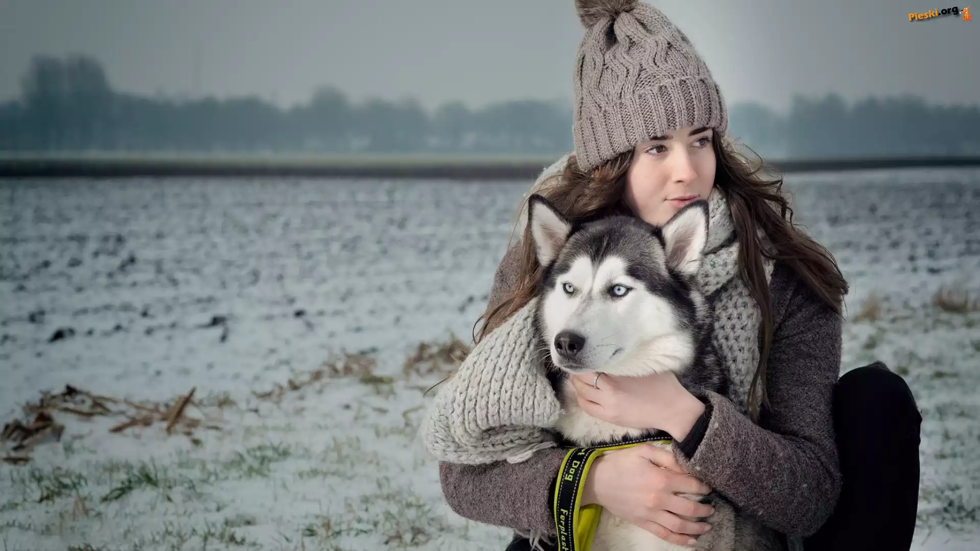 Pies, Dziewczyna, Pole, Siberian husky, Czapka, Szalik