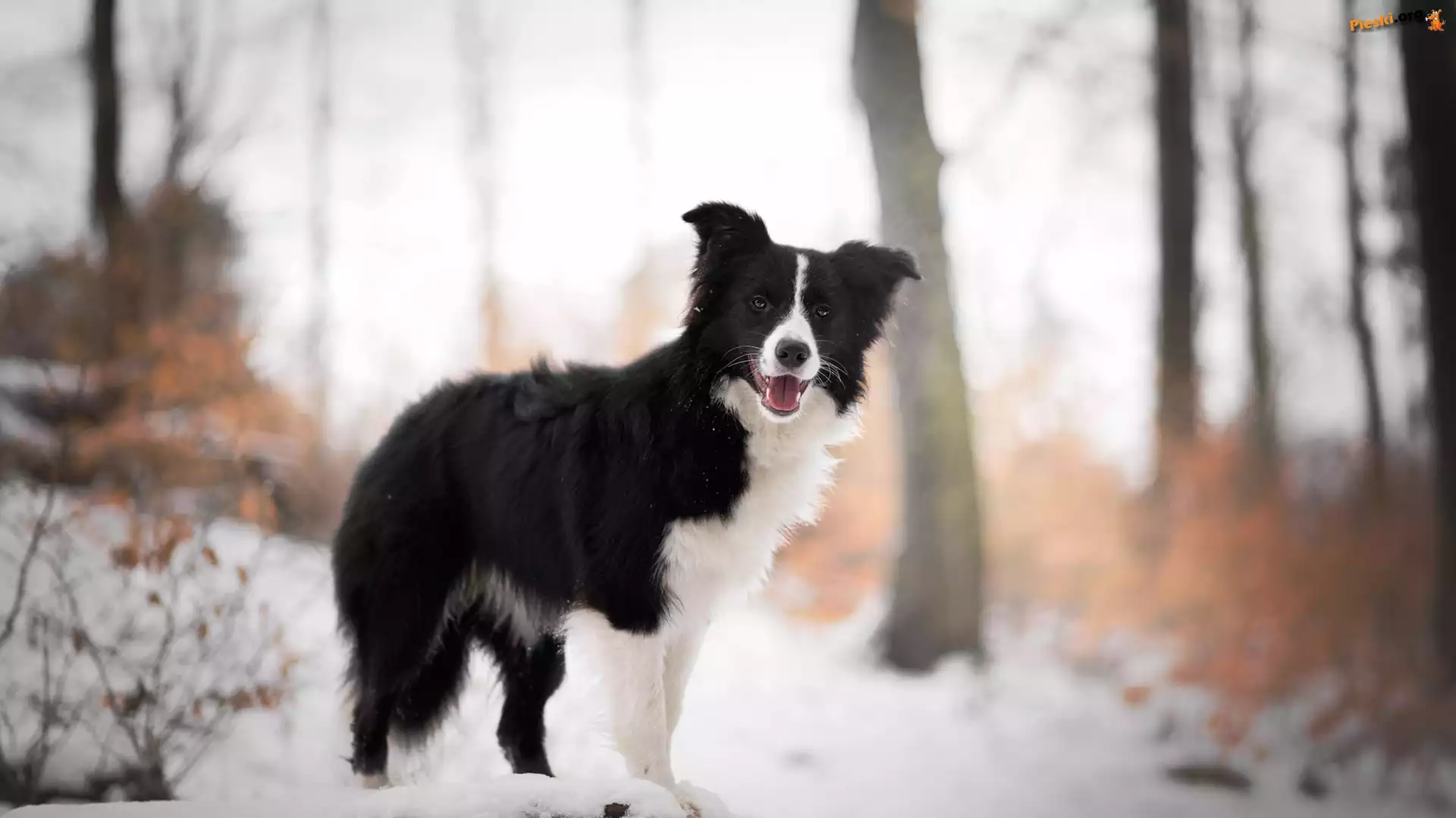 Drzewa, Pies, Border collie, Śnieg