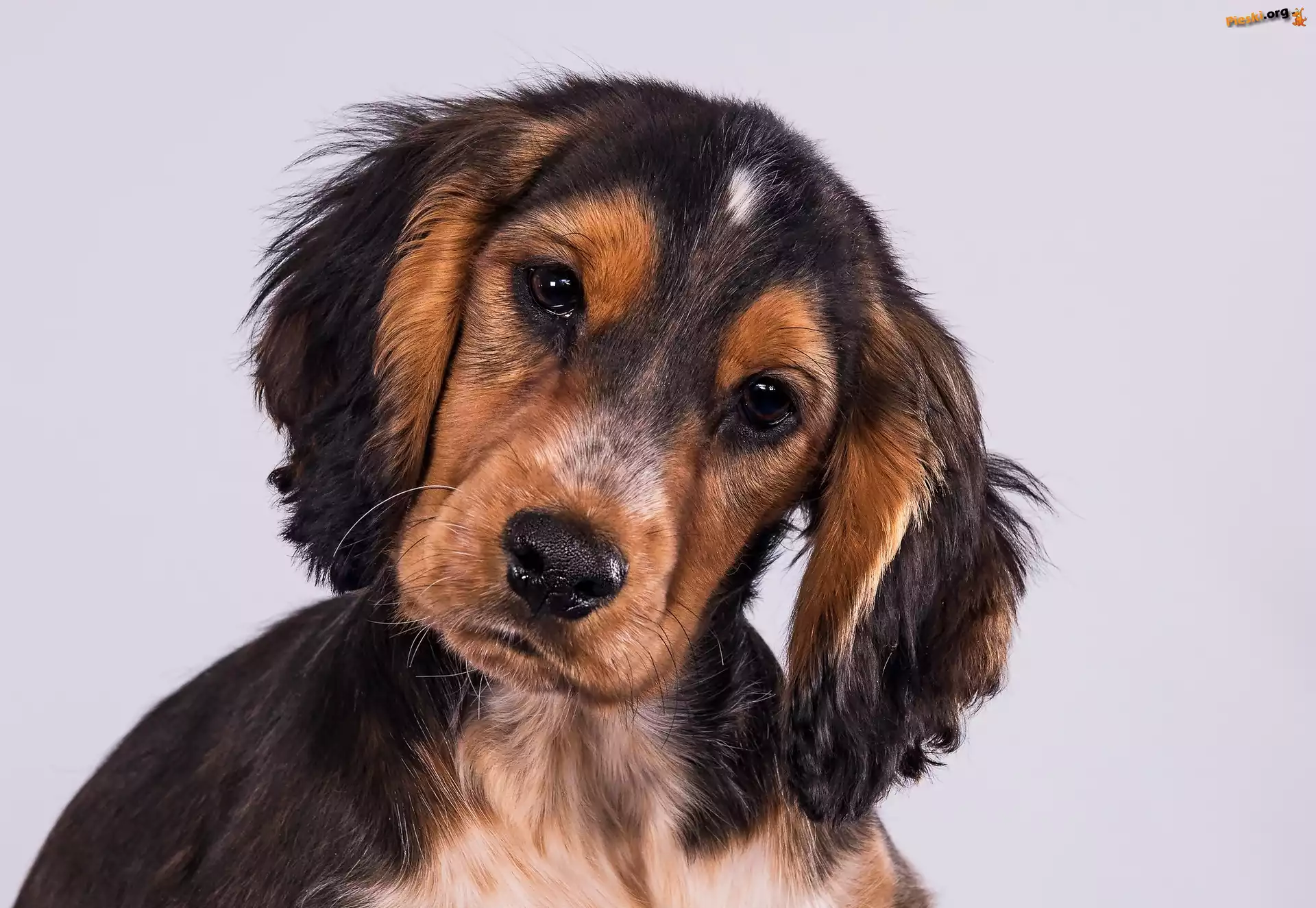 Szczeniak, Cocker spaniel, Słodki, Smutny