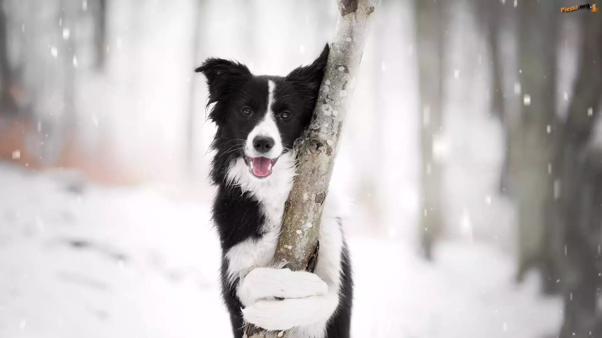 Drzewo, Border collie, Pies, Mordka, Śnieg