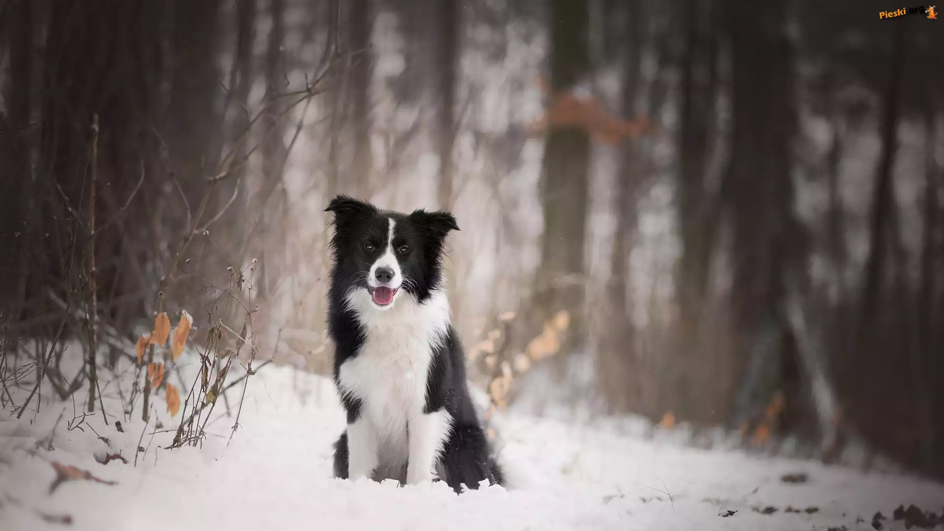 Las, Pies, Border collie, Śnieg