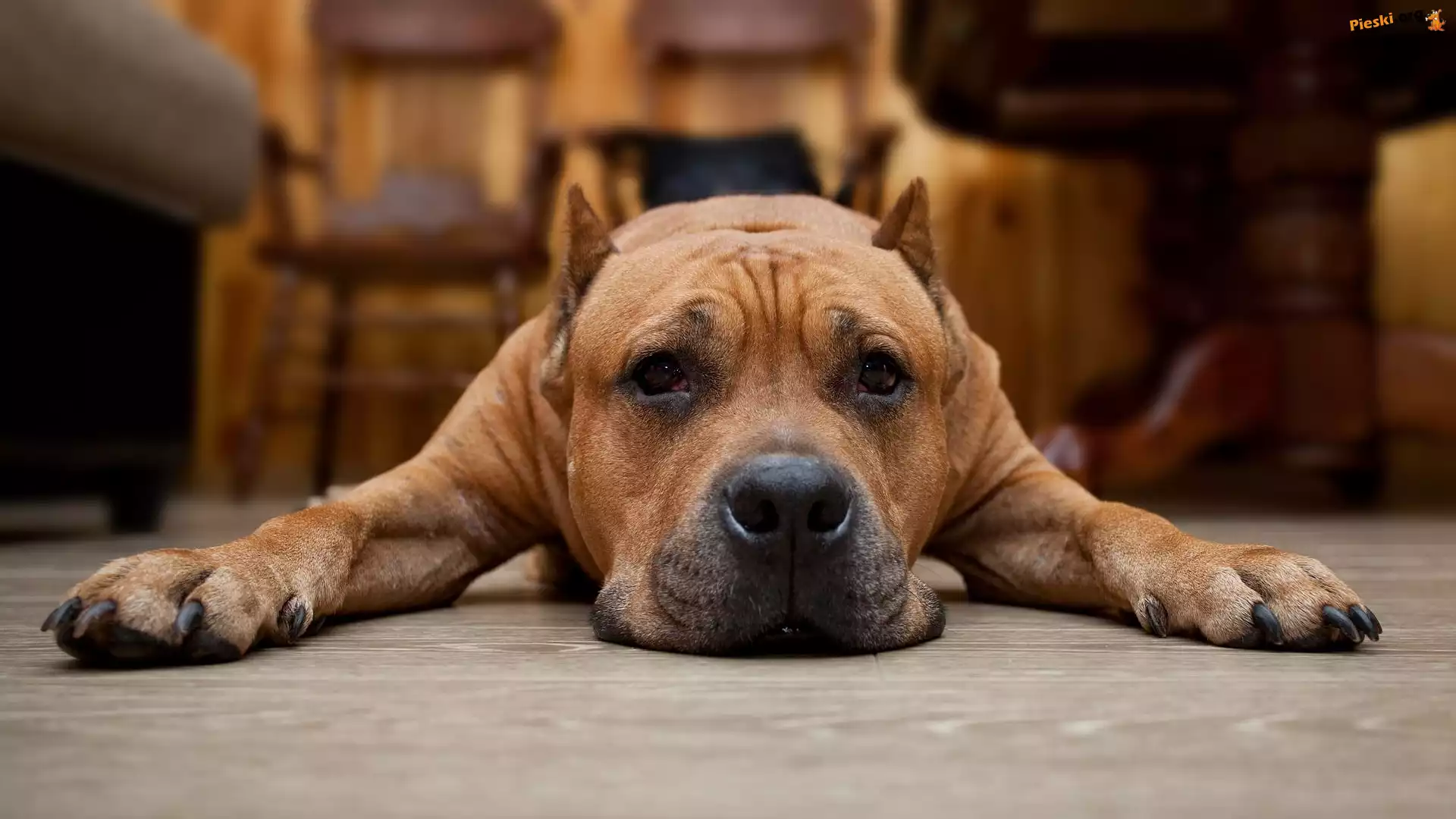 Leżący, Pies, Pit Bull terrier