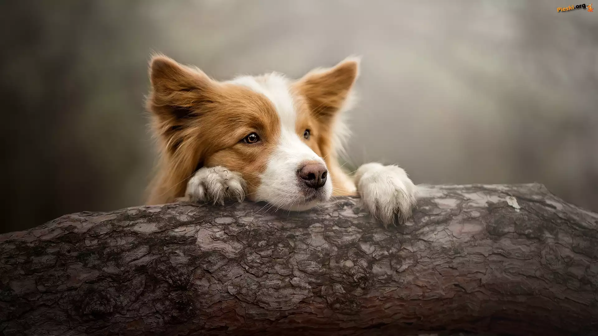 Mordka, Pies, Border collie, Pień