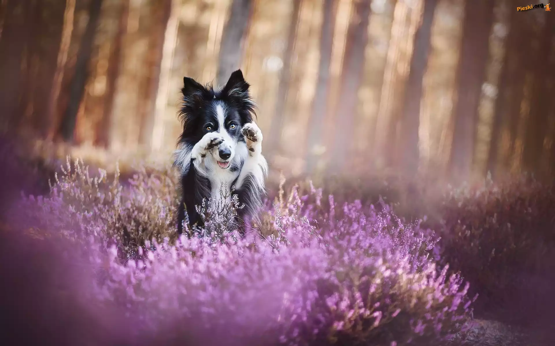 Wrzos Uniesione, Pies, Border collie, Łapki