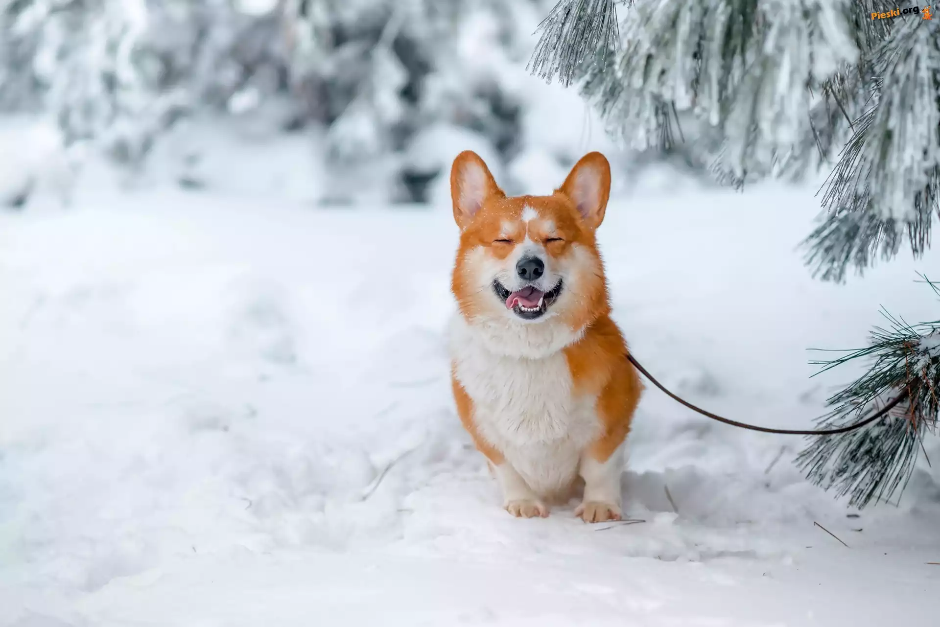 Drzewa, Welsh corgi pembroke, Las, Zima