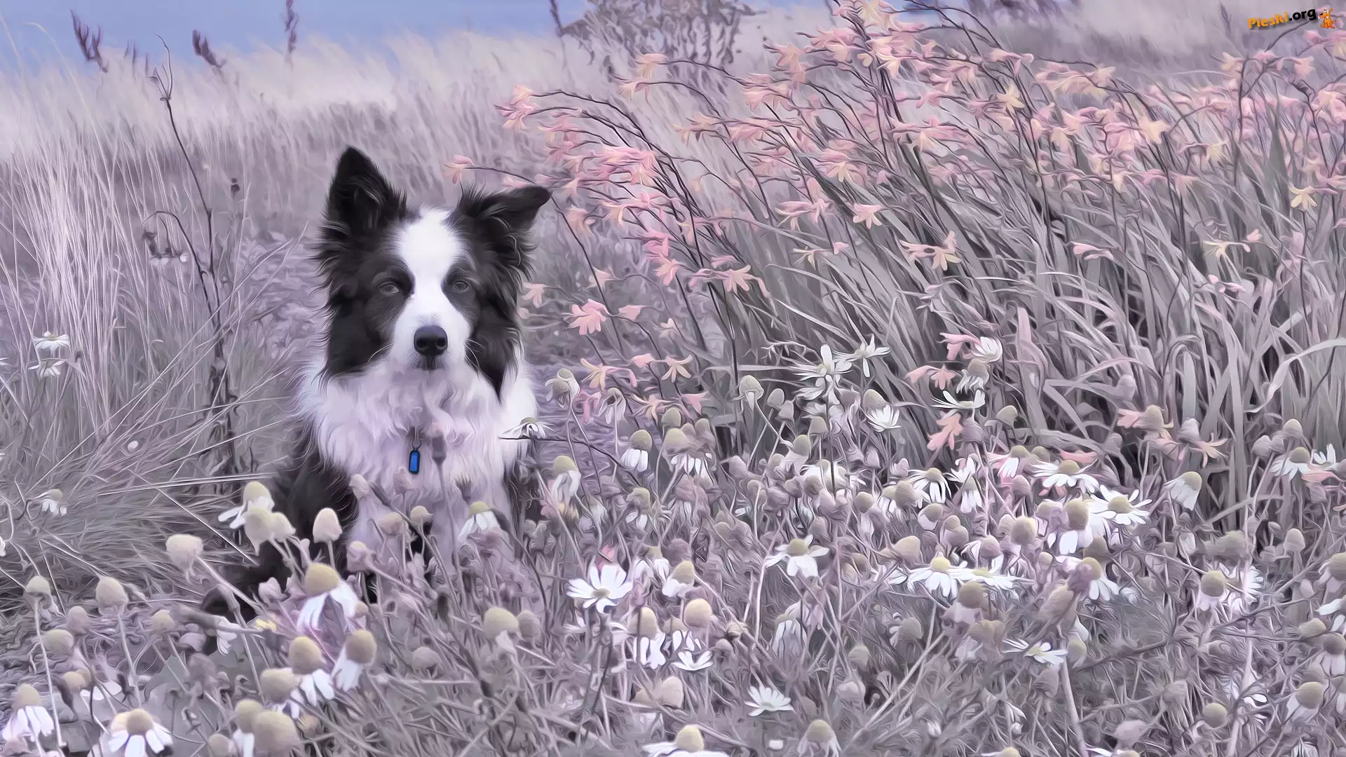 Pies, Rośliny, Kwiaty, Border collie, Łąka, Trawy
