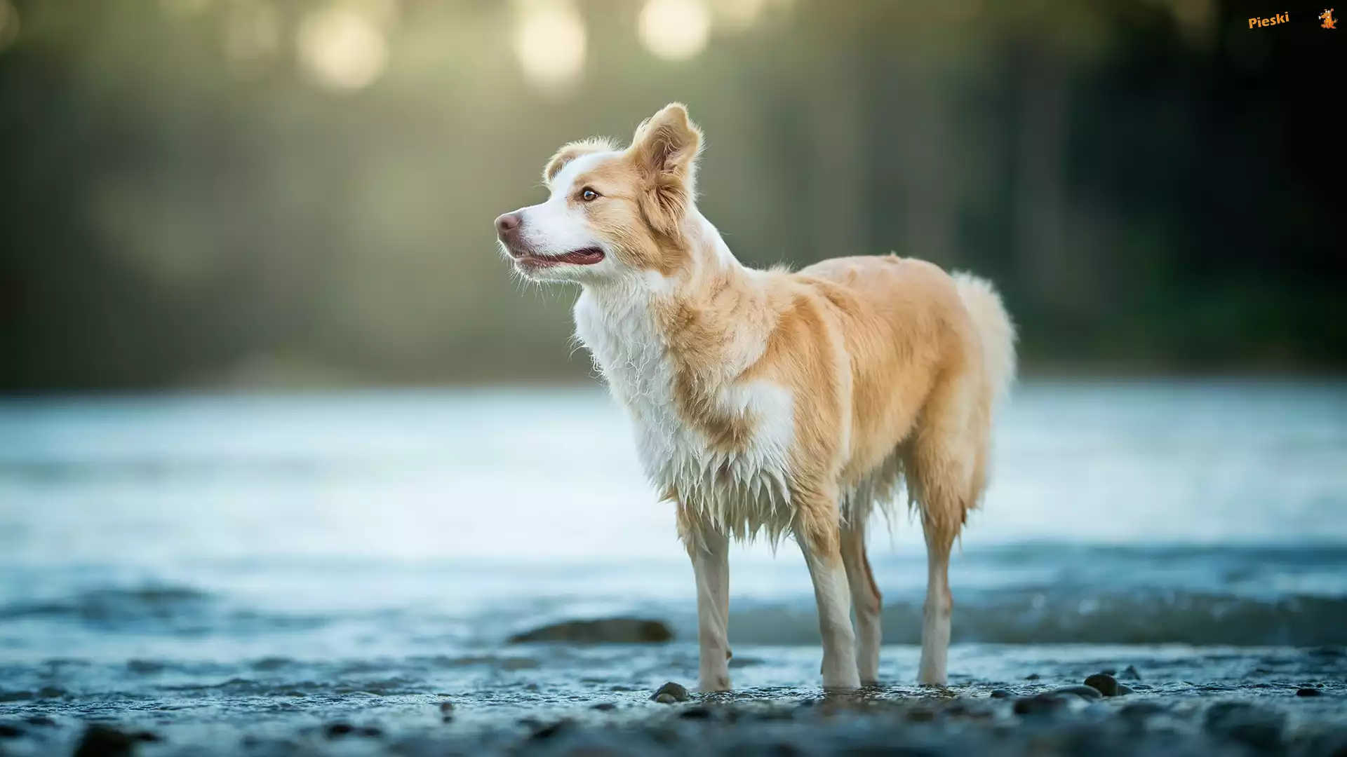 Rozmyte, Border collie, Pies, Woda, Tło