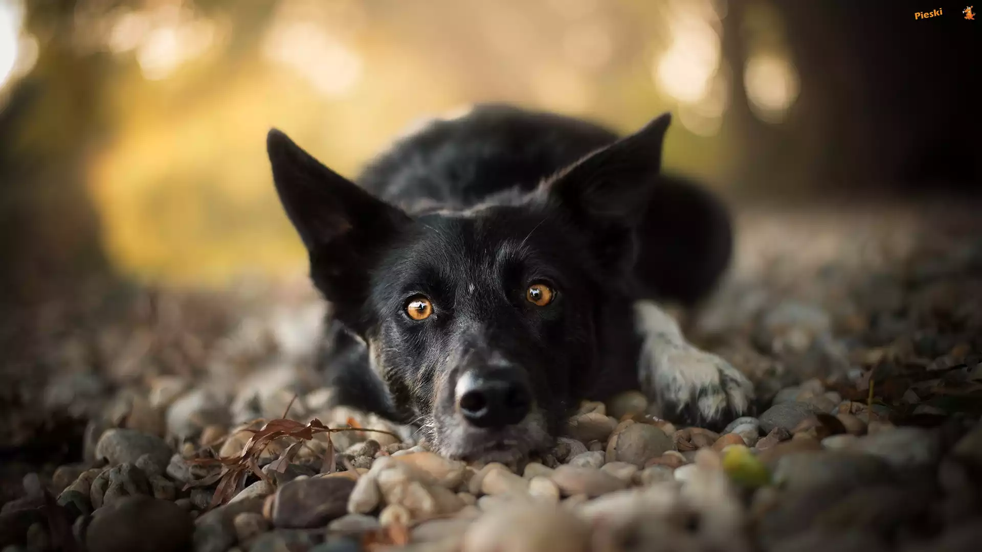Mordka, Pies, Leżący, Border collie, Kamienie