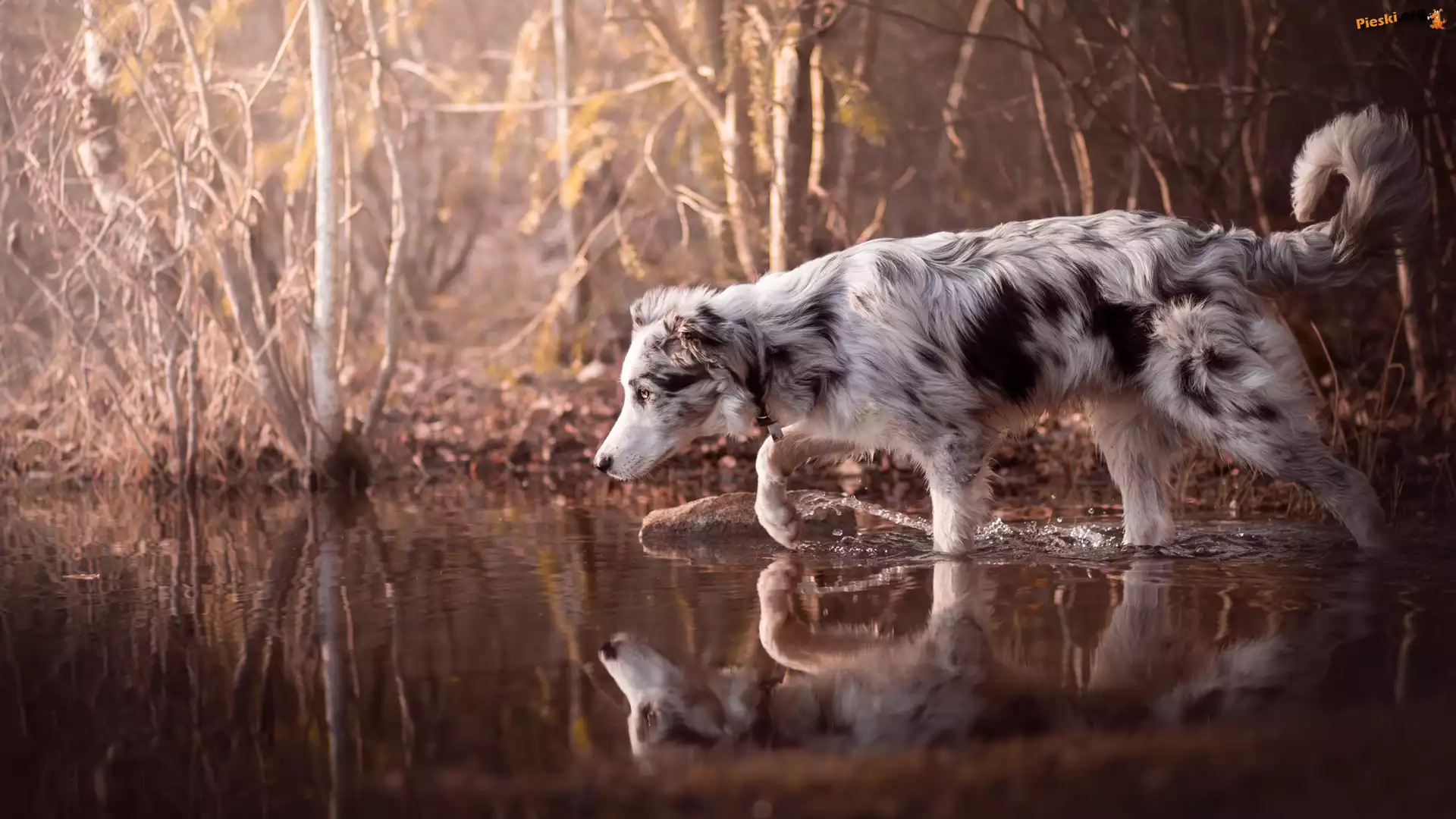 Woda, Pies, Border collie, Krzewy