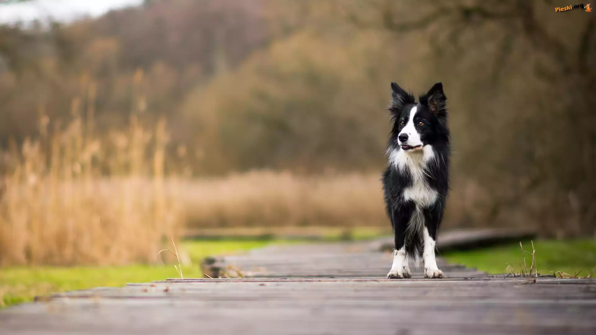 Border collie, Pies, Biało-czarny, Kładka