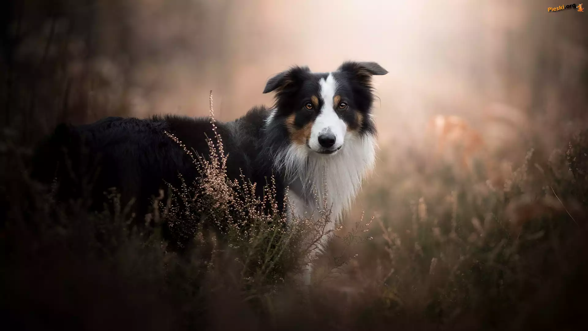Rozmyte, Border collie, Pies, Wrzosy, Tło