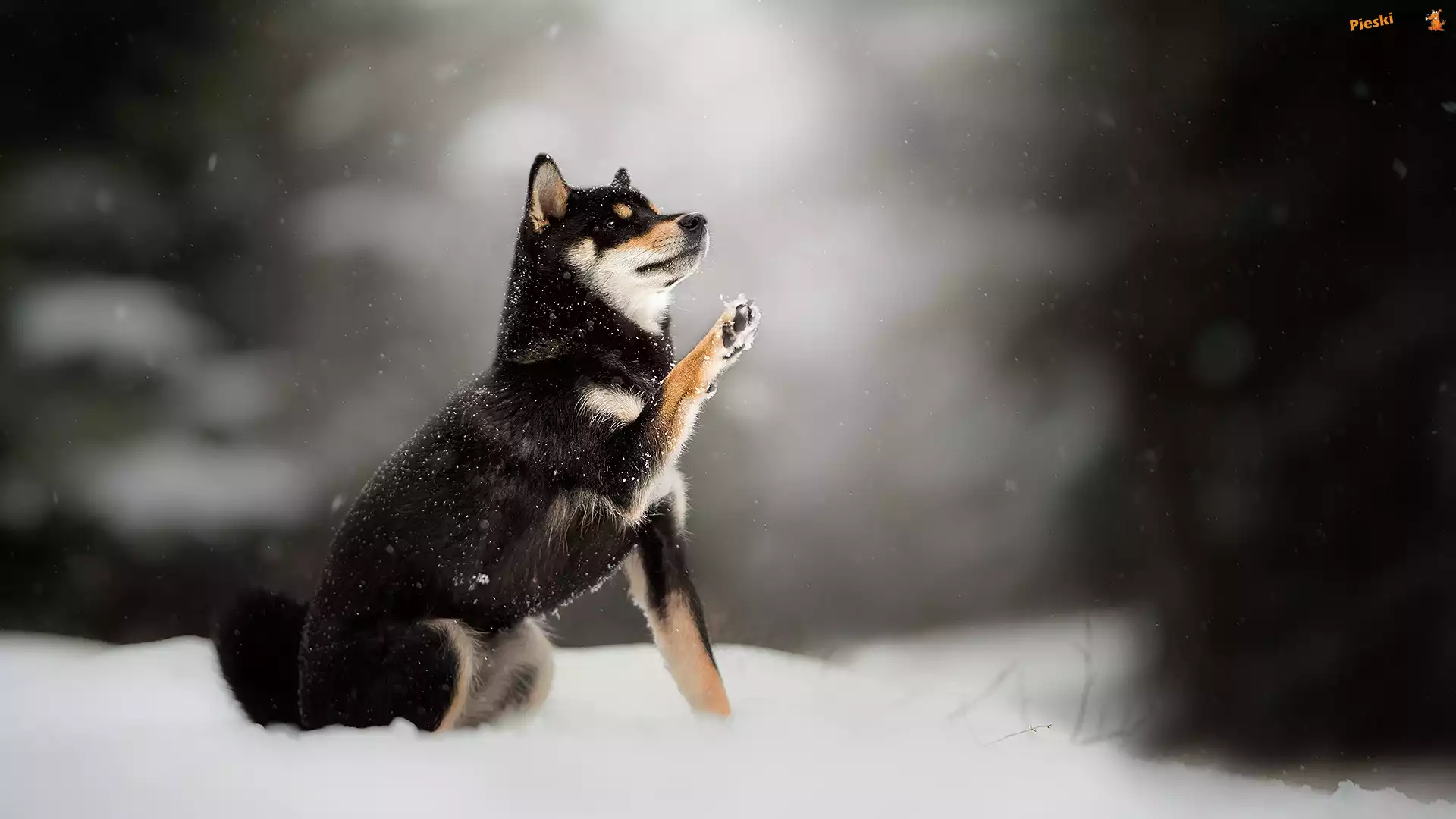 Rozmyte, Shiba inu, Pies, Śnieg, Tło