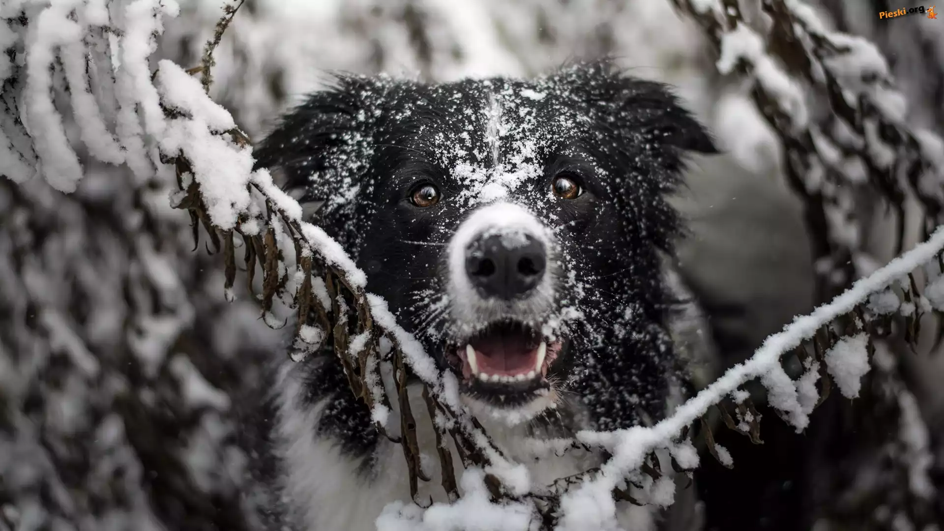 Gałązki, Border collie, Pies, Mordka, Śnieg